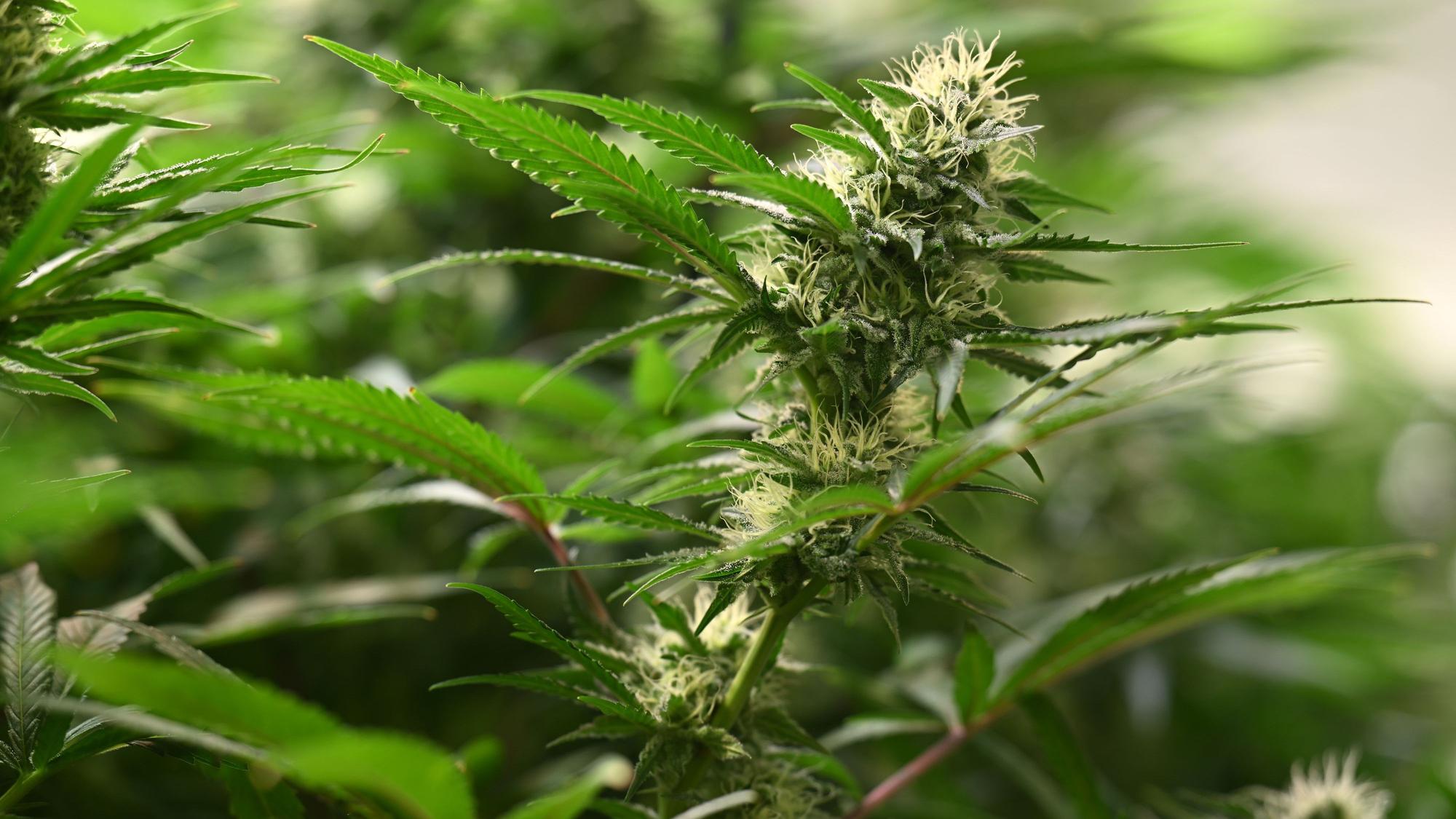 Die Blütenstände sind an Cannabis-Pflanzen zu sehen.