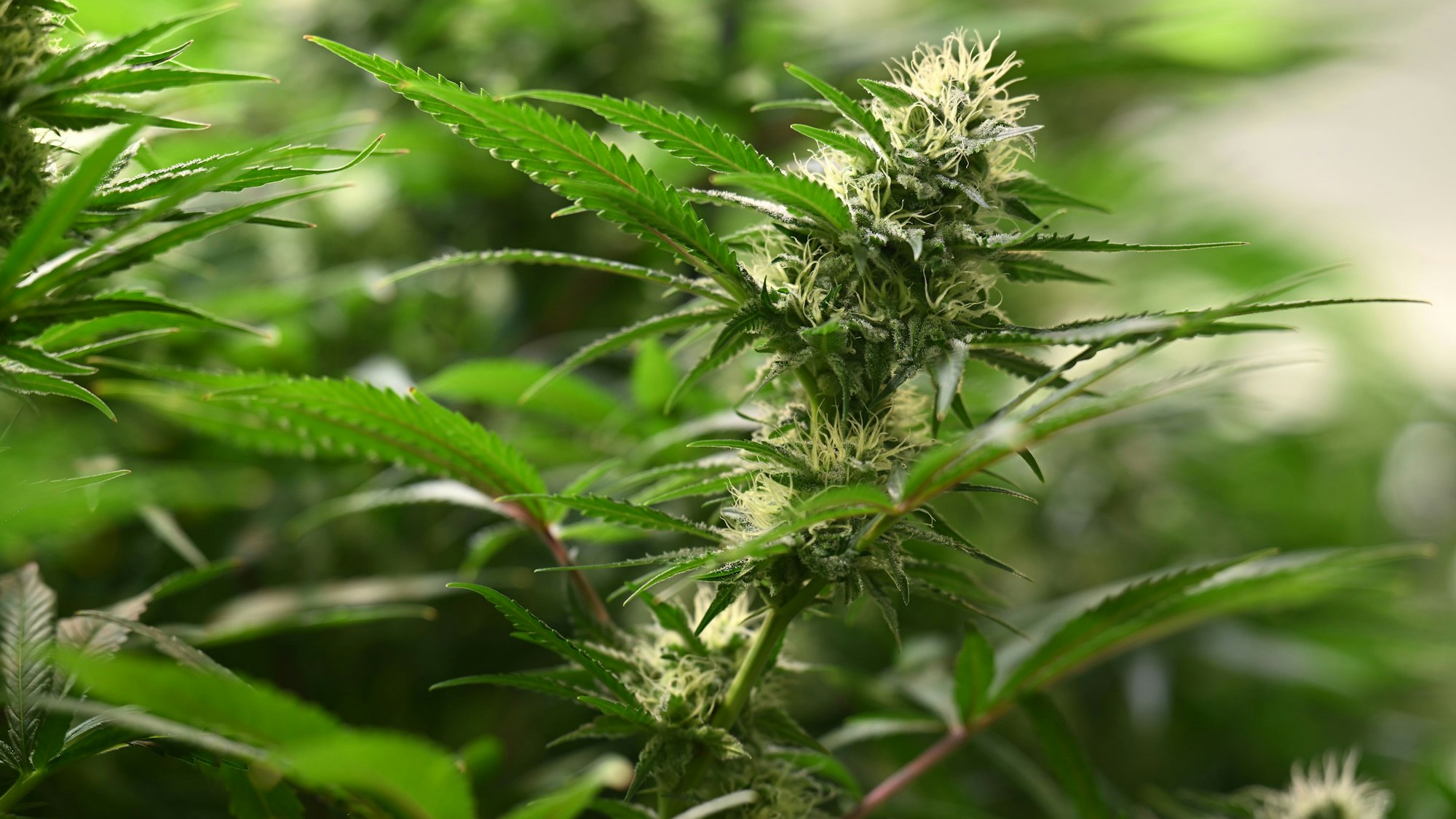 Die Blütenstände sind an Cannabis-Pflanzen zu sehen.