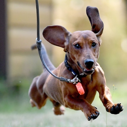 Das ist nicht die Dackelhündin Valerie, sondern ihr Artgenosse Emil aus Berlin.