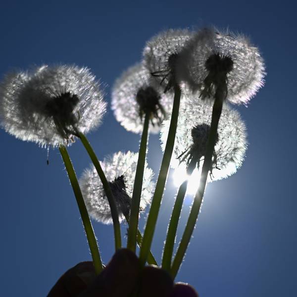 Samen fliegen von Pusteblumen weg, die vor die Sonne am blauen Himmel gehalten werden.