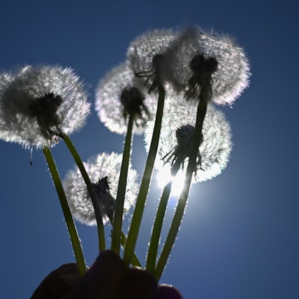 Samen fliegen von Pusteblumen weg, die vor die Sonne am blauen Himmel gehalten werden.