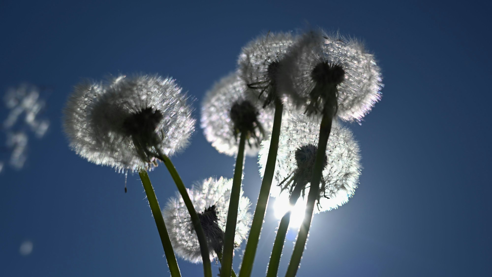 Samen fliegen von Pusteblumen weg, die vor die Sonne am blauen Himmel gehalten werden.