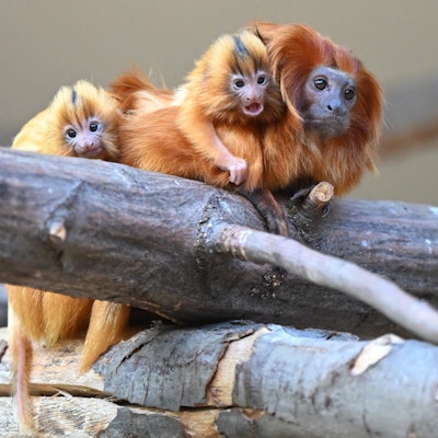 Nachwuchs bei den Goldgelben Löwenäffchen im Kölner Zo.