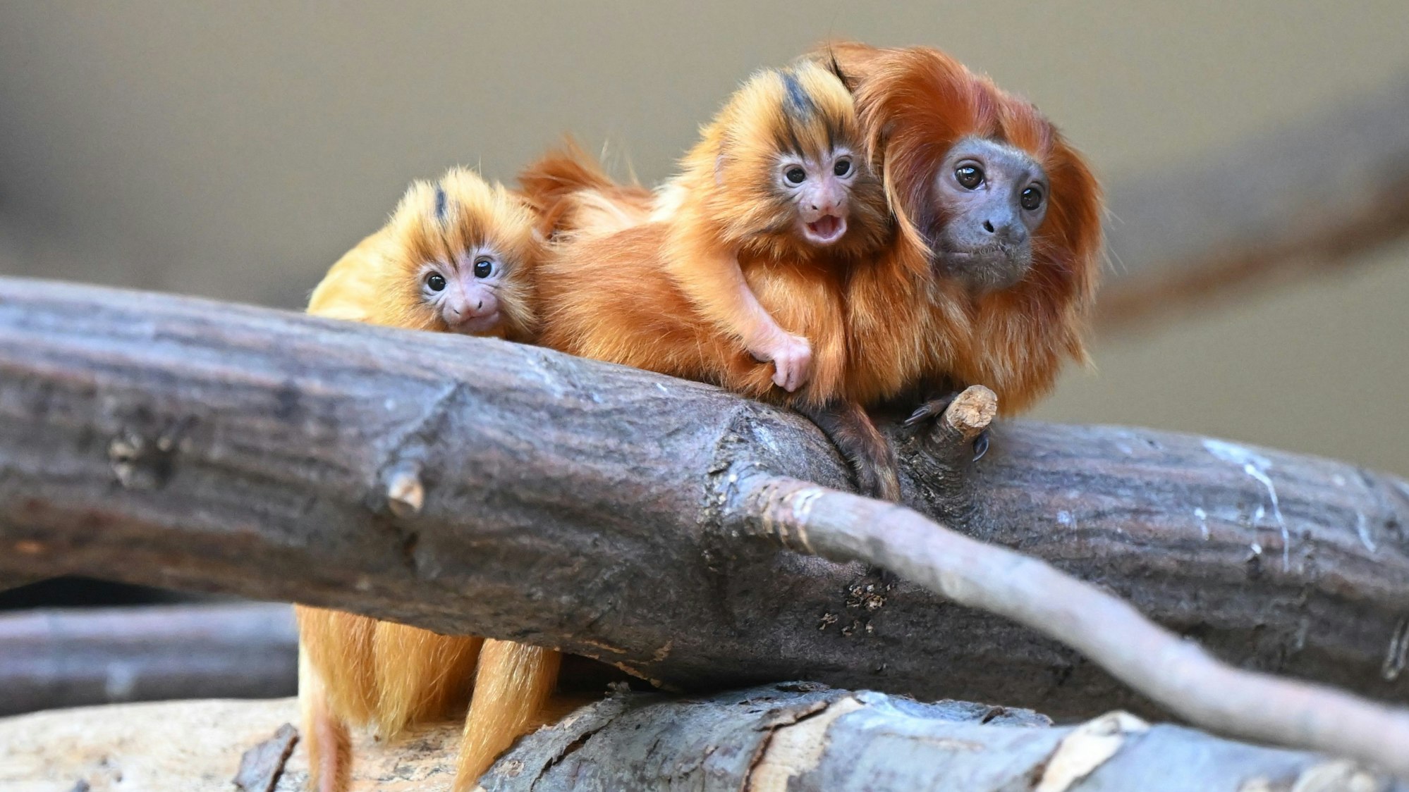 Nachwuchs bei den Goldgelben Löwenäffchen im Kölner Zo.