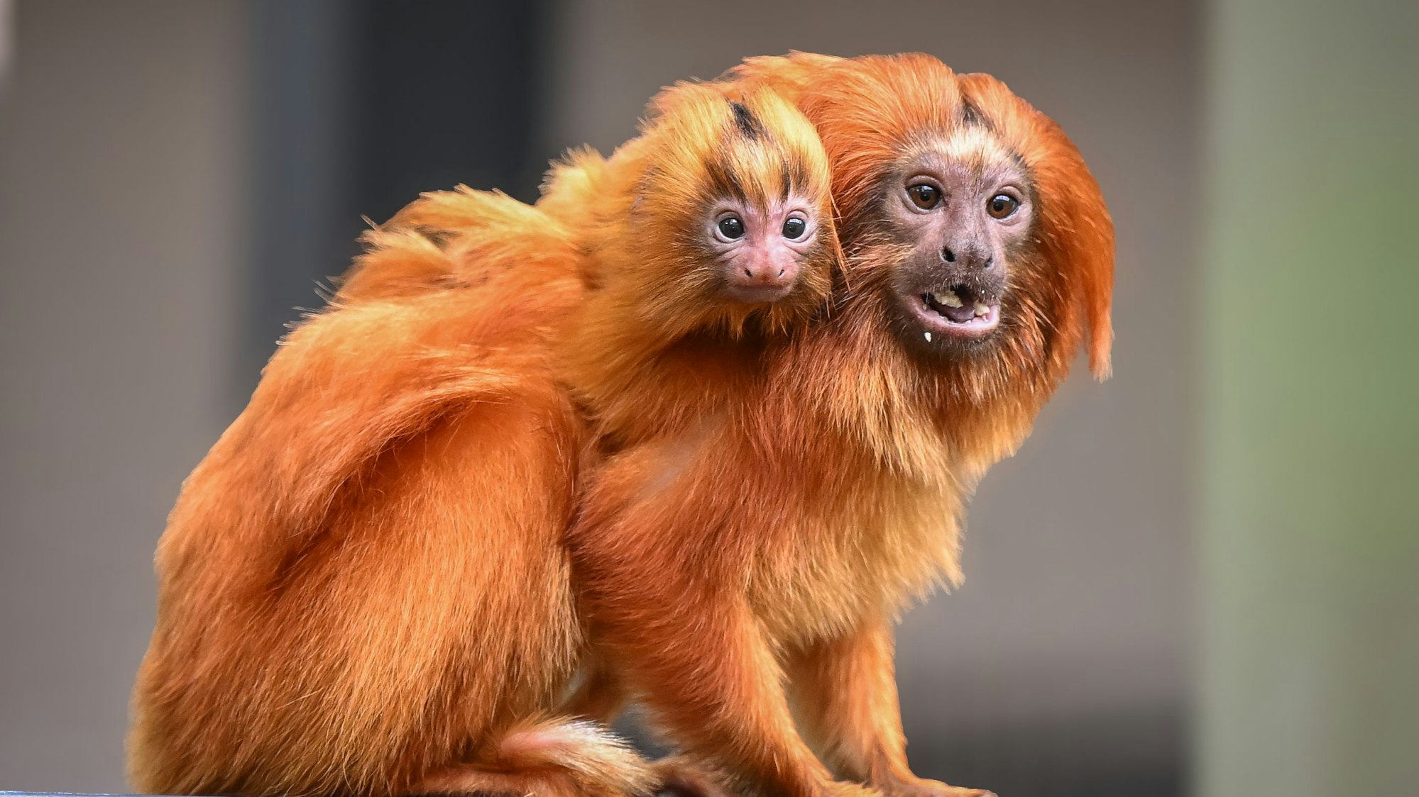 Die Jungtiere sind am 28. Februar auf die Welt gekommen.