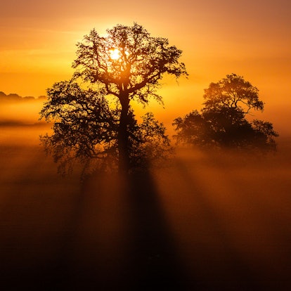 Durch den Bodennebel scheint die aufgehende Sonne hinter einem Baum auf einem Acker.