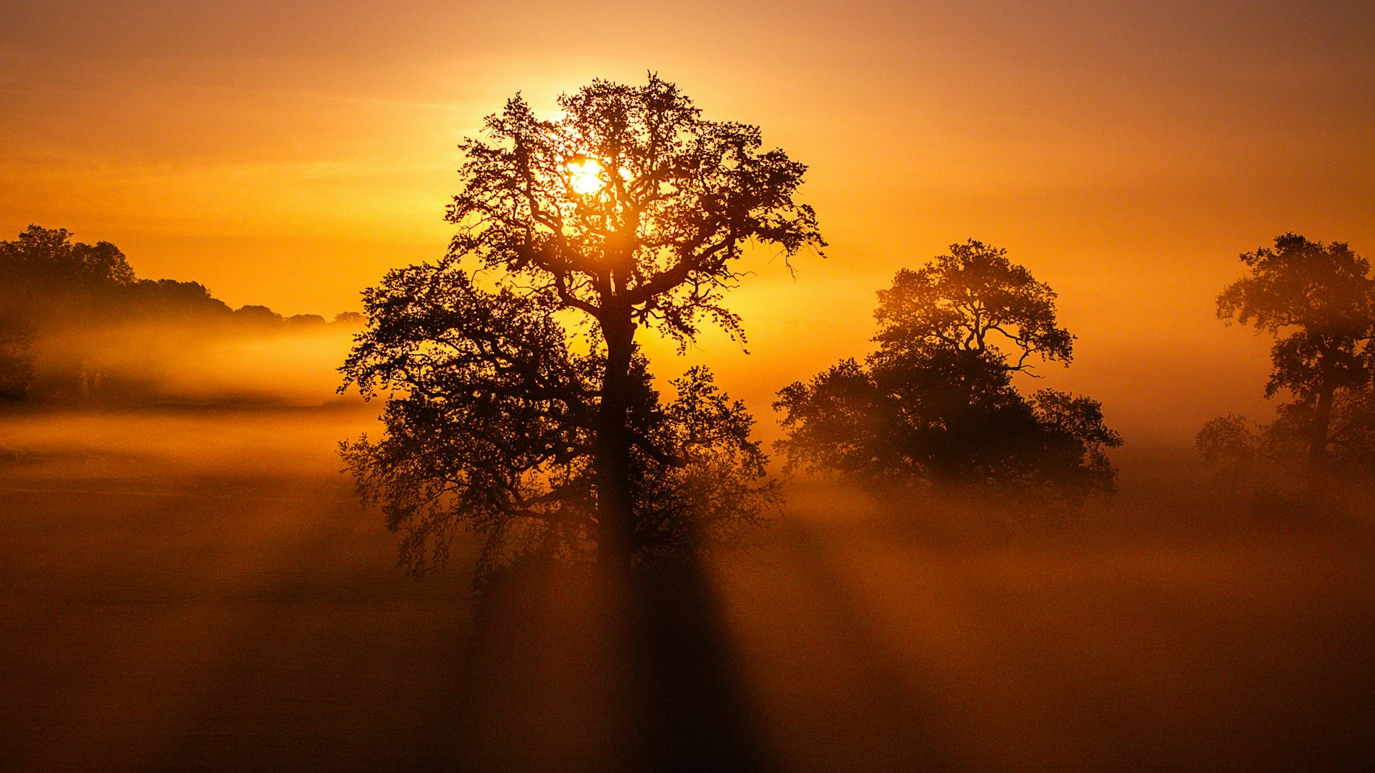 Durch den Bodennebel scheint die aufgehende Sonne hinter einem Baum auf einem Acker.