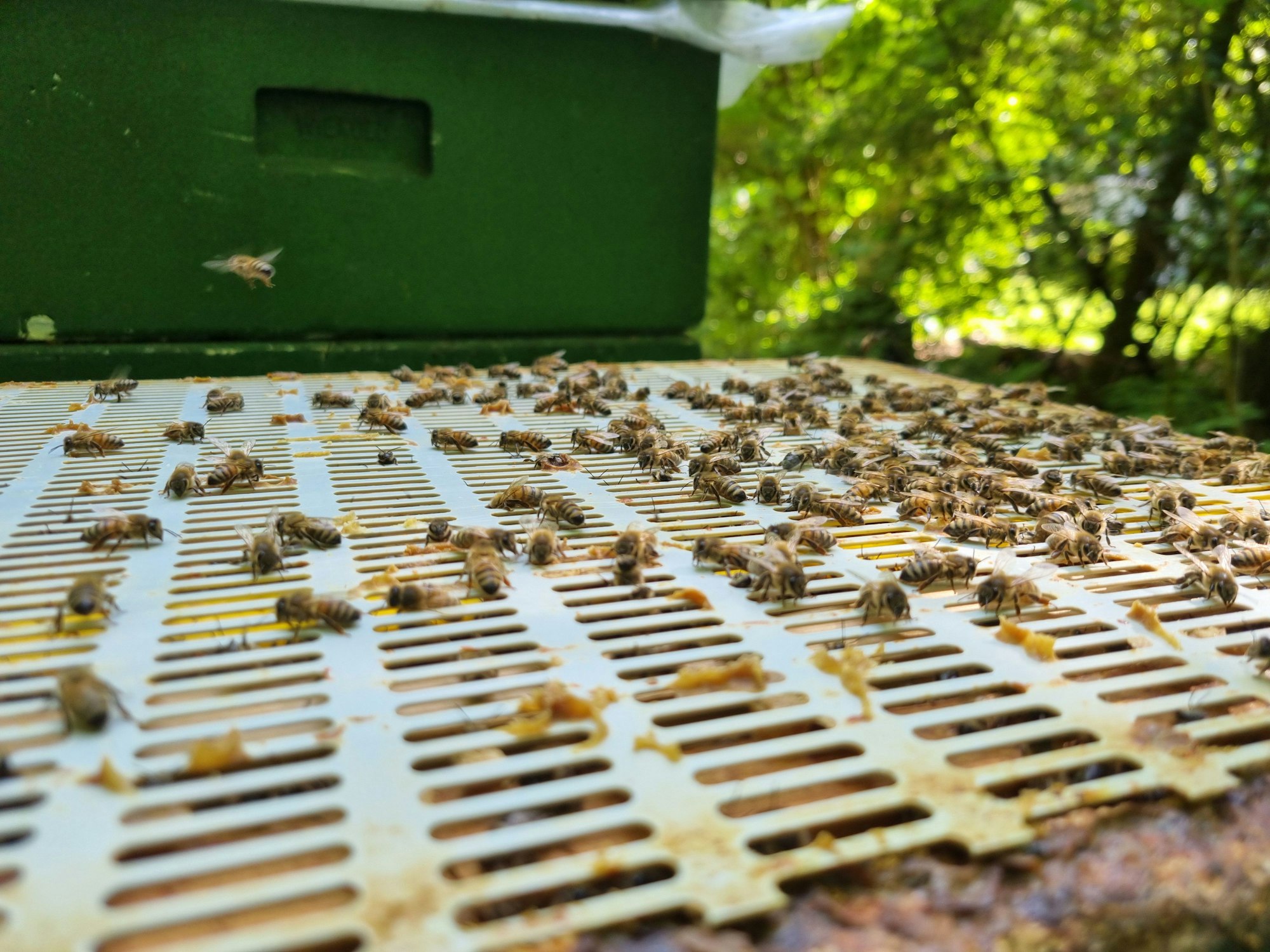 10.000 bis 20.000 Bienen leben in einem Volk.