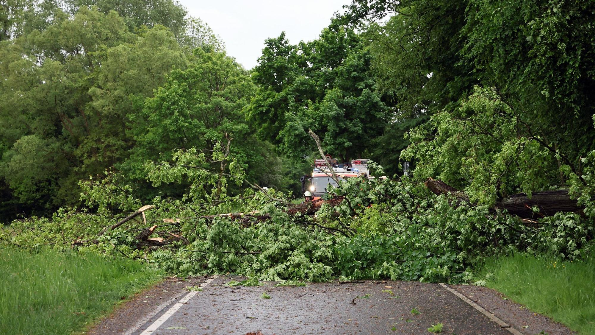 Die Feuerwehr beseitigt umgestürzte Bäume nach einem Unwetter in Aschaffenburg. Zu mehreren Unwettereinsätzen mussten die Feuerwehren in Stadt und Kreis Aschaffenburg ausrücken.
