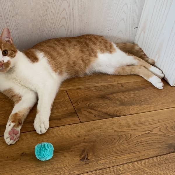 Kater Hannes liegt auf dem Boden und blickt in die Kamera.