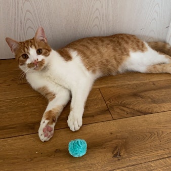 Kater Hannes liegt auf dem Boden und blickt in die Kamera.