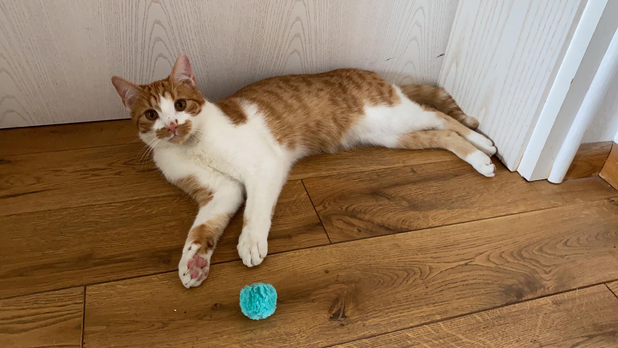 Kater Hannes liegt auf dem Boden und blickt in die Kamera.