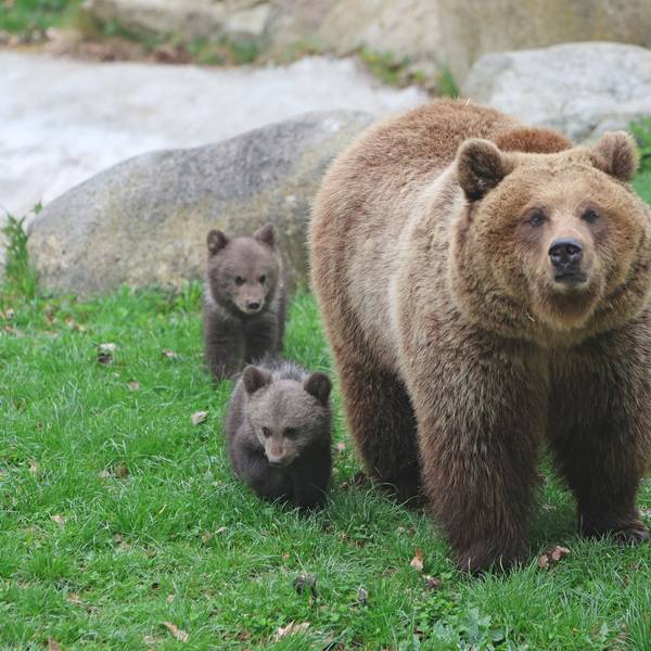 Zwei junge Braunbären toben unter den wachsamen Augen von Mutter Idun erstmals im Bärengehege im Tierpark Hexentanzplatz herum. Ein Gericht in Frankreich hat einen von einer Braunbärin angegriffenen Jäger für seine tödlichen Schüsse auf das Tier zu vier Monaten Haft auf Bewährung verurteilt. (Symbolbild)
