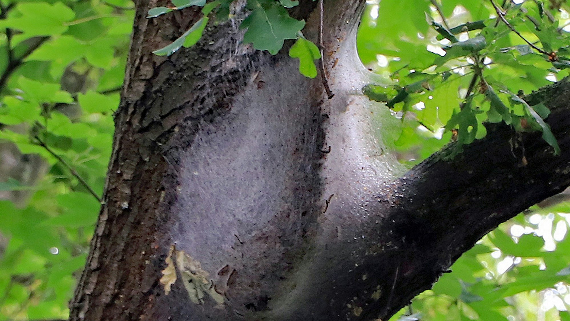 Ein Nest von Eichenprozessionsspinner.Wolfgang Mrziglod