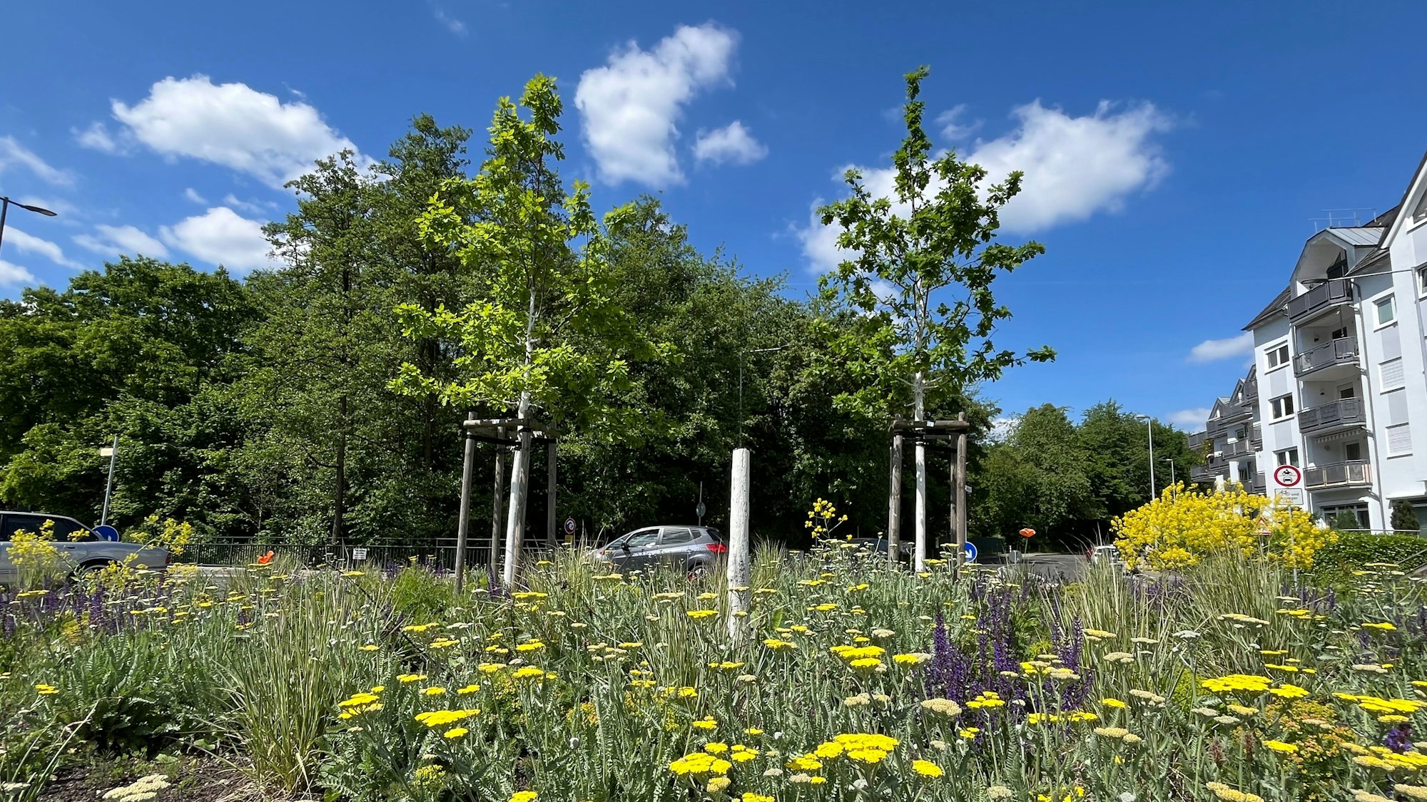 Ein Kreisverkehr mit zwei Bäumen und einem Baumstumpf