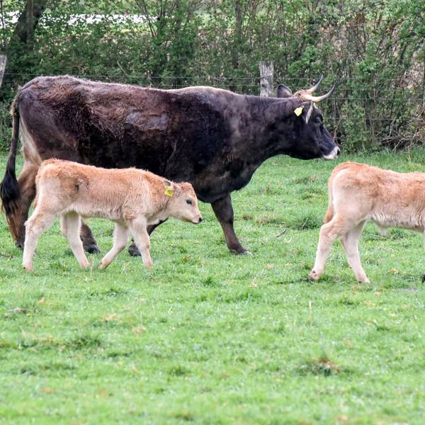 Eine Kuh und zwei Kälber laufen über eine Wiese.