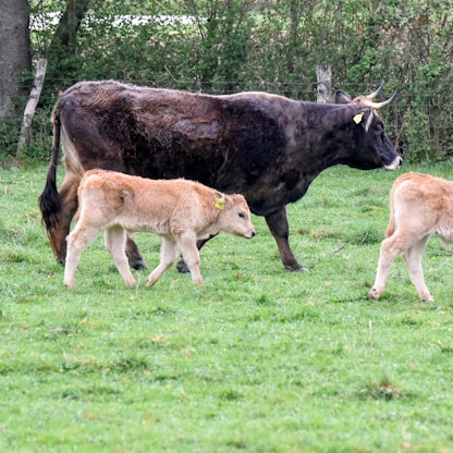 Eine Kuh und zwei Kälber laufen über eine Wiese.