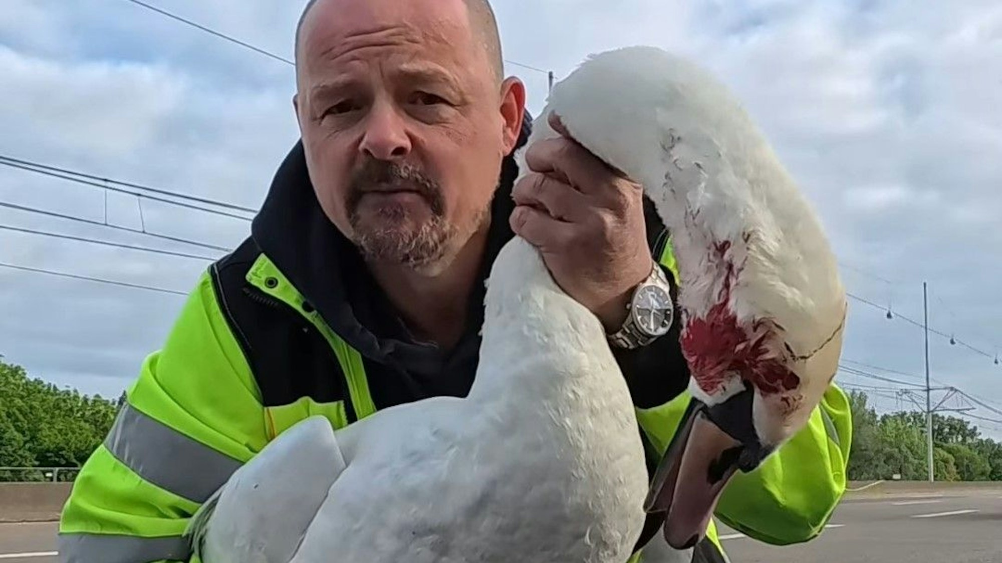 Der Tierschützer hält einen tödlich verletzten Schwan auf der Konrad-Adenauer-Brücke in den Händen.