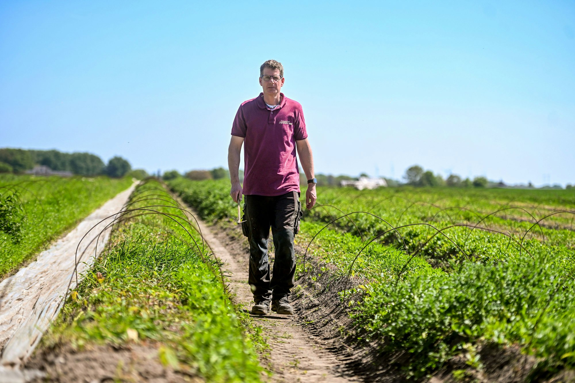 Ein Feld von Spargelbauer Dirk Janßen wurde über Nacht von Dieben vollständig leergepflückt.