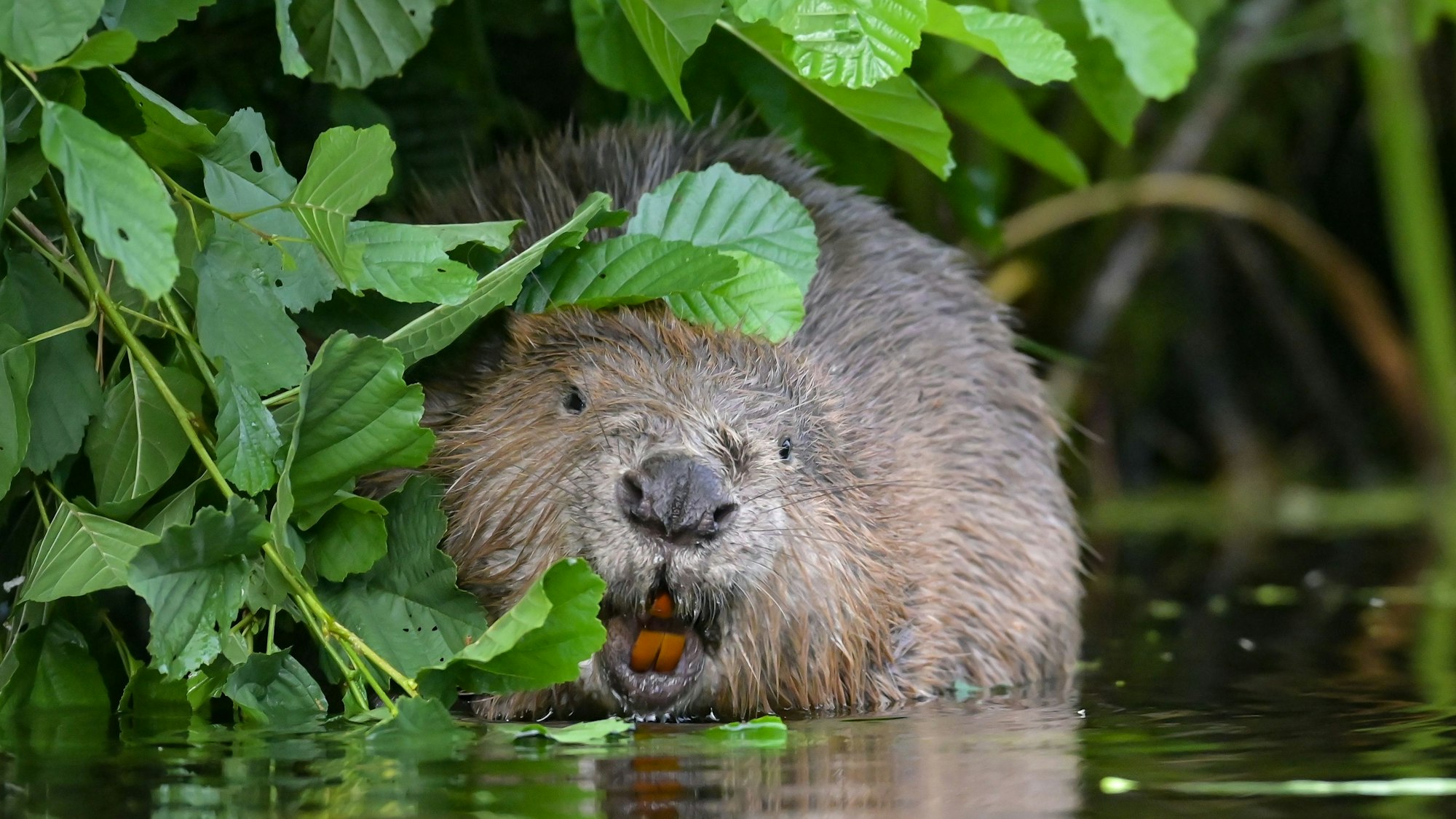 Die Biber sind zurück in NRW.