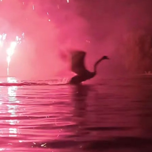 Ein Schwan, der durch das Feuerwerk von „Rhein in Flammen“ in Bonn aufgeschreckt wird.