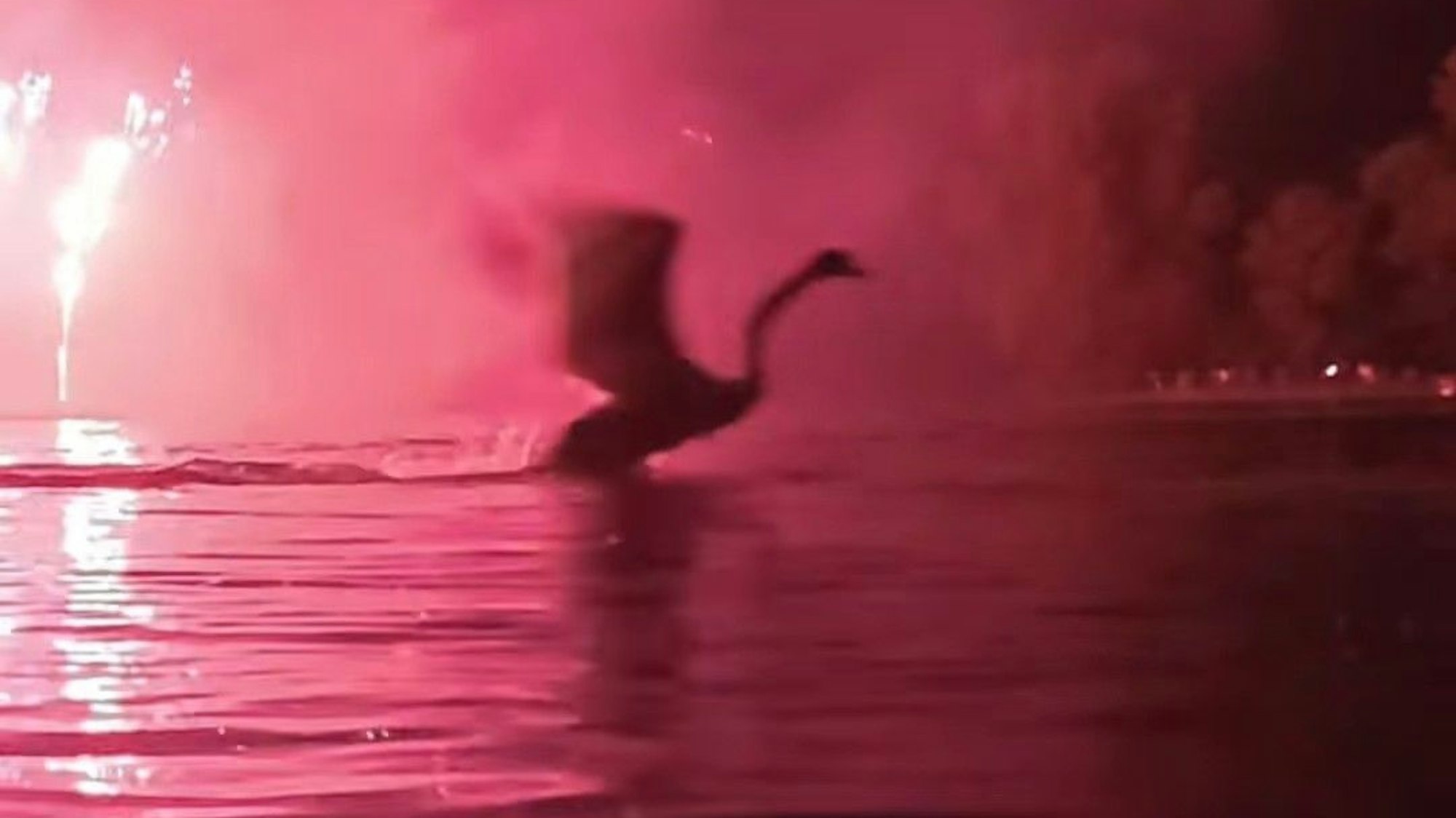 Ein Schwan wird von dem Feuerwerk bei „Rhein in Flammen“ in der Rheinaue in Bonn aufgeschreckt.