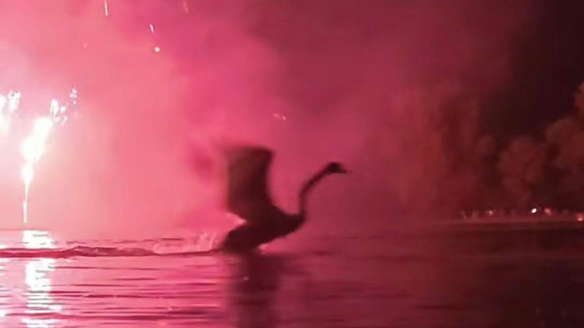 Ein Feuerwerk am Rhein stört nach Einschätzung von Tierschützern die dort brütenden und lebenden Vögel massiv. Aufnahmen der Veranstaltung Rhein in Flammen in Bonn zeigen, wie die Tiere in Panik gerieten.