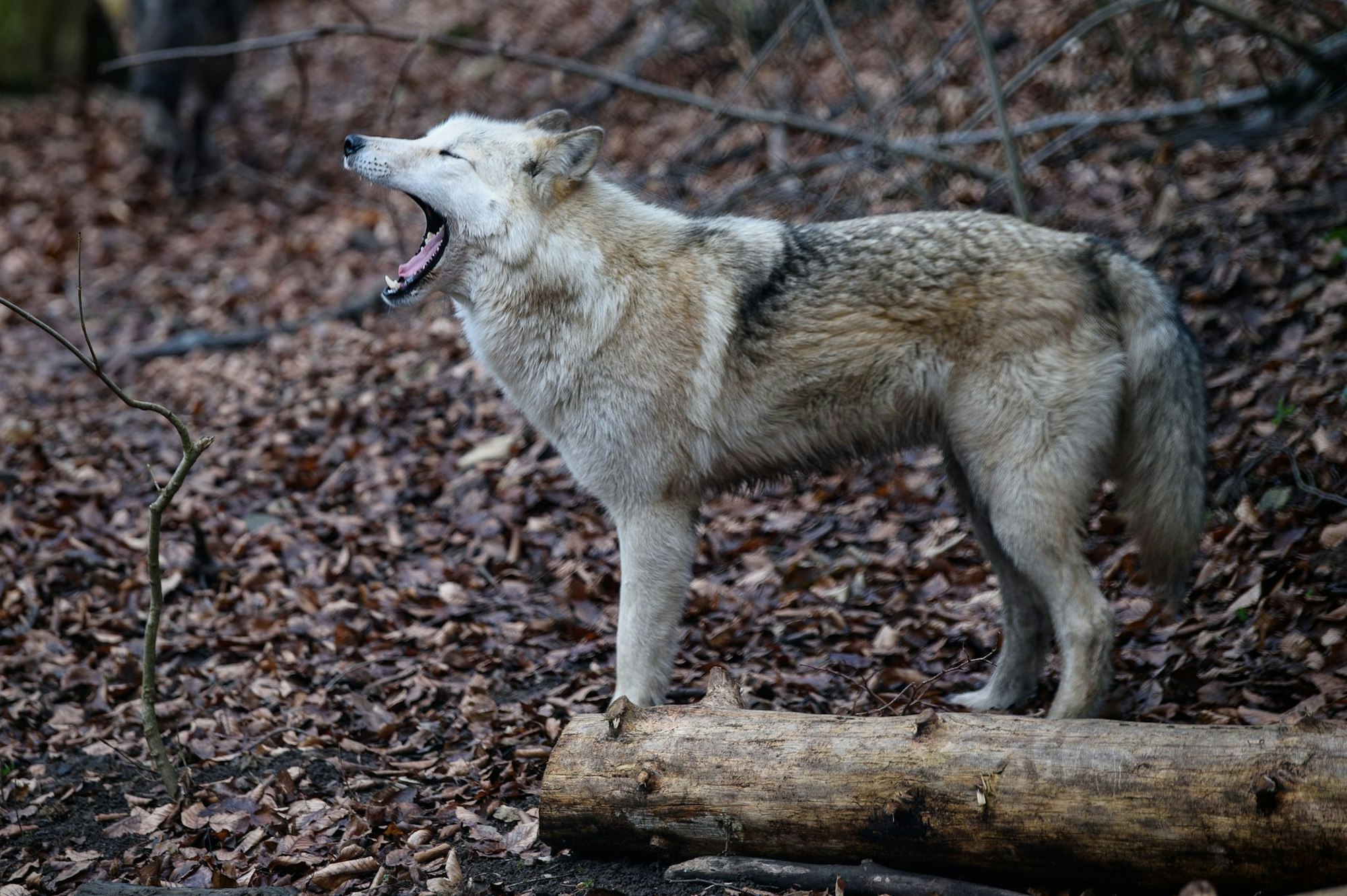 Hund im Wolfspelz oder Wolf mit Hundefell? Mischlinge sind möglich, aber zum Erhalt der Art nicht erwünscht. (Archivbild)