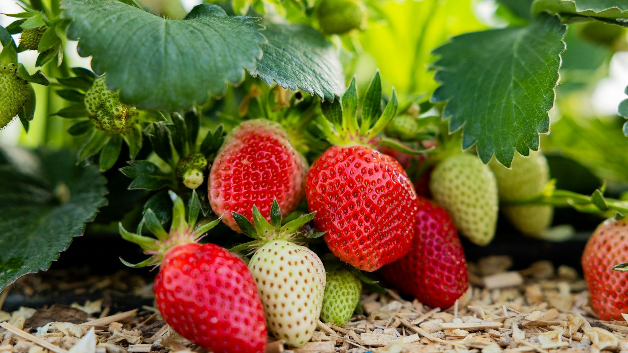 In NRW werden die ersten Erdbeeren jetzt reif. (Archivbild)