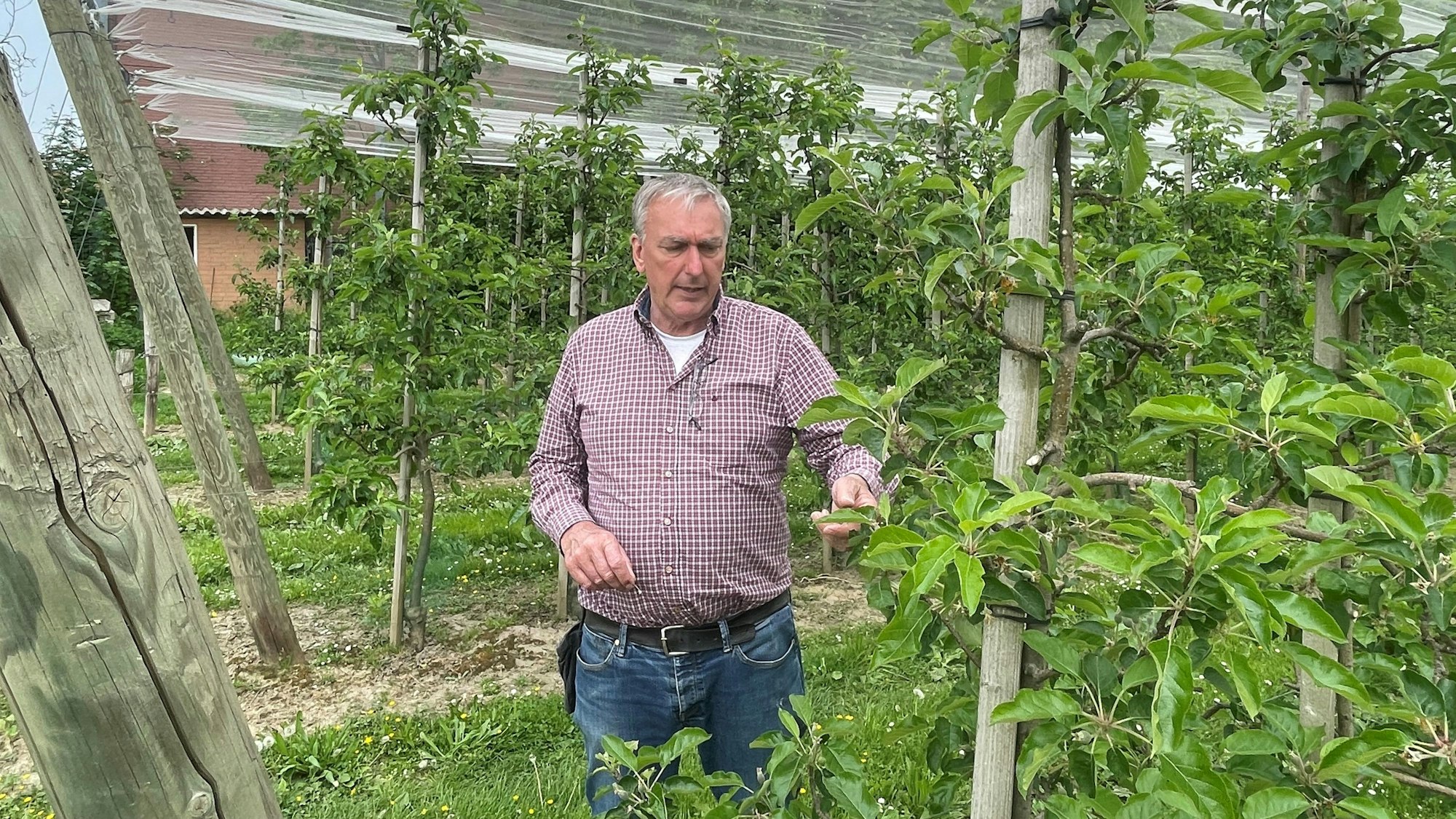 Obstbauer Georg Bökels auf einer seiner Wiesen im Bergheimer Ortsteil Fliesteden