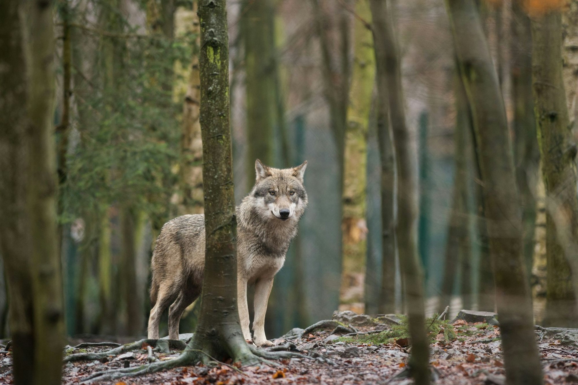 Das EU-Parlament entscheidet, den Wolf-Schutzstatus zu reduzieren. (Archivbild)