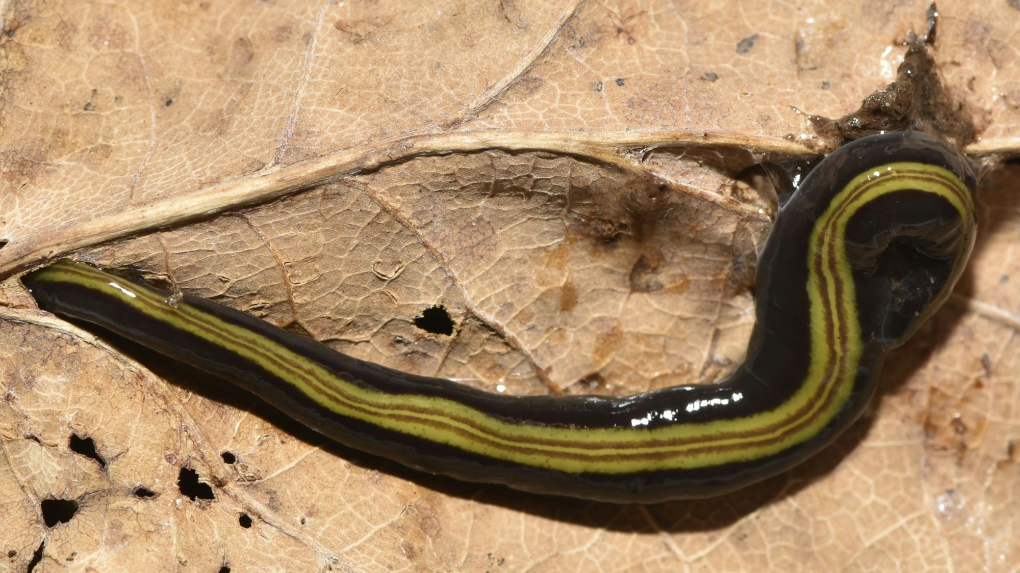Ein schwarzer Wurm mit grün-gestreifter Zeichnung auf dem Rücken. Er liegt auf einem braunen Blatt.