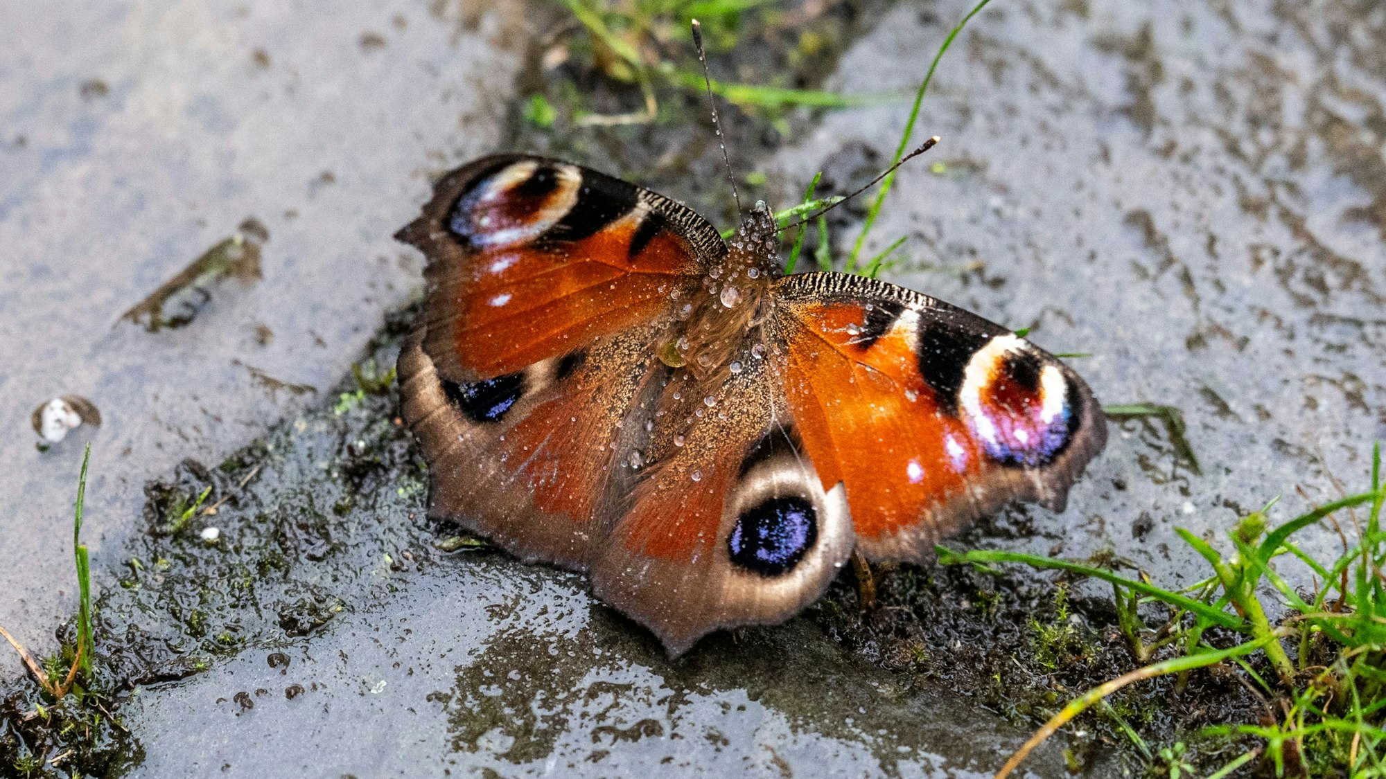 Nahaufnahme eines Schmetterlings auf dem Boden im Regen