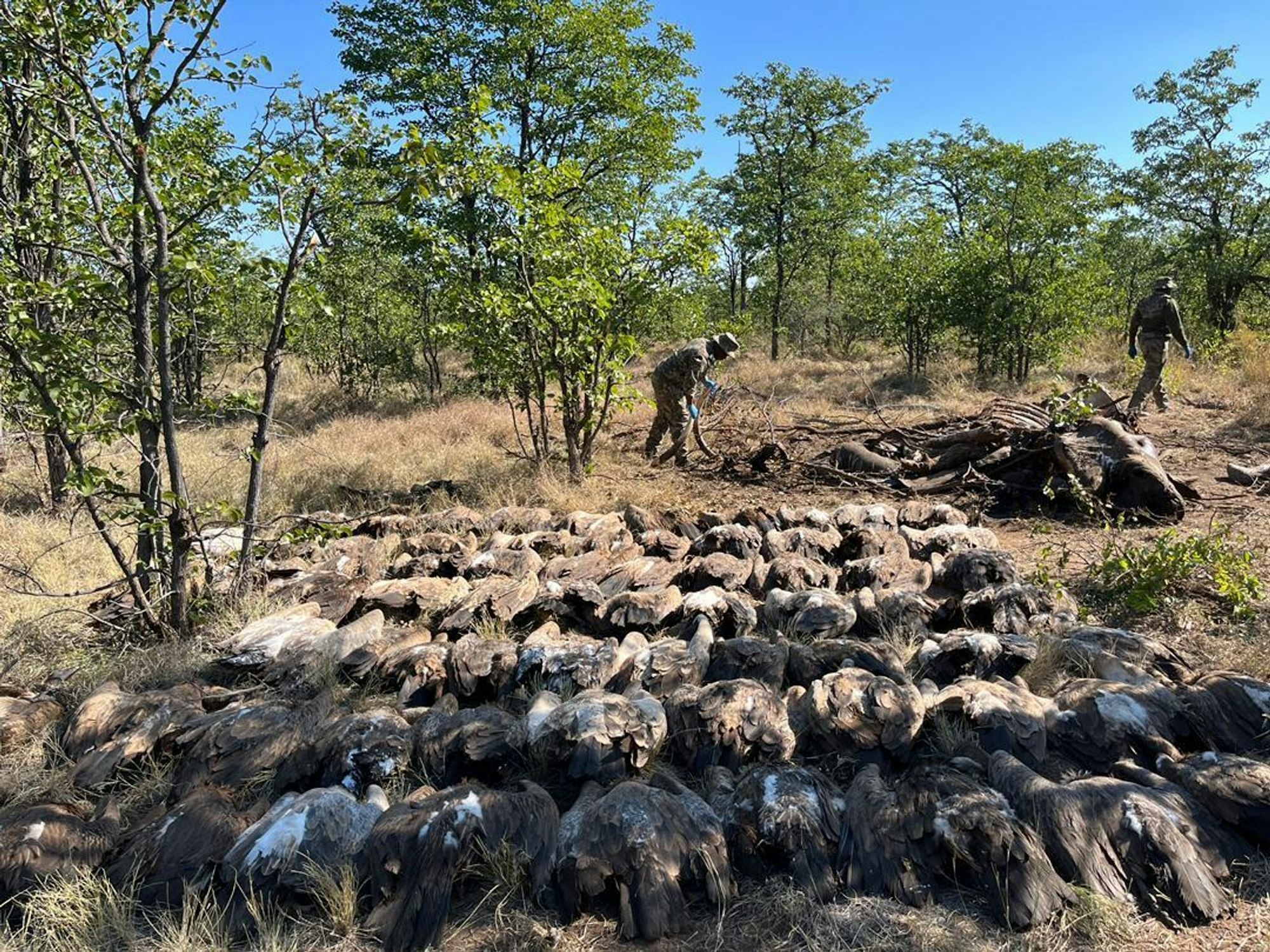 Diesen vergifteten Geiern konnten die Tierschützer nicht mehr helfen.