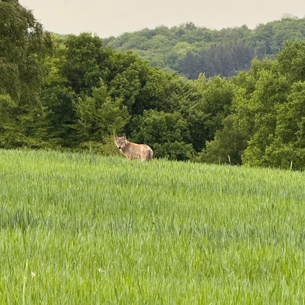 In Hennef-Hüchel ist mehrfach ein Wolf gesichtet worden, die Bürgerinnen und Bürger sind besorgt, weil er bis an die Grundstücke kommt.