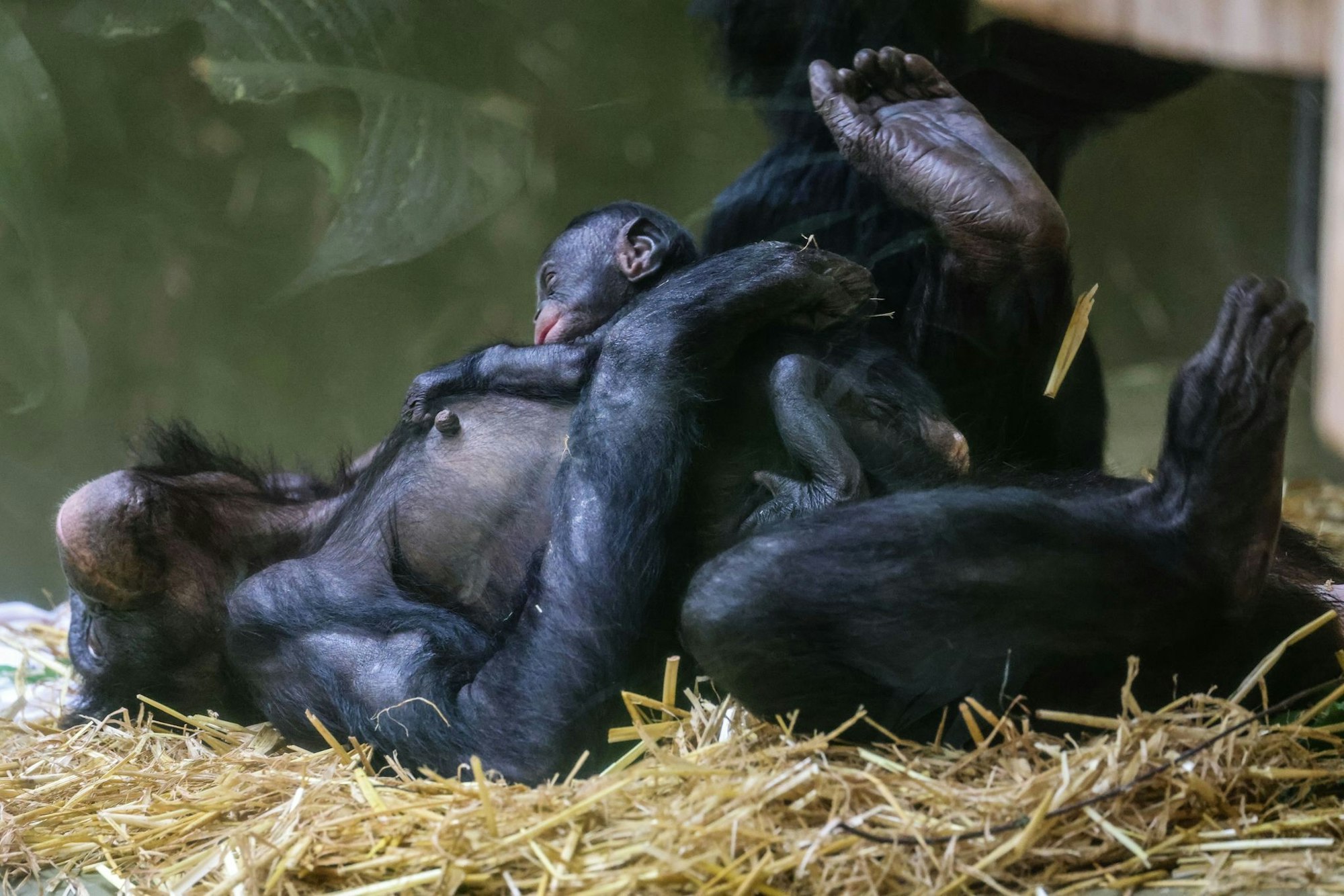 Erst einmal ausruhen für die kommenden Aufgaben: Bei den Bonobos gelten die Weibchen als dominant.