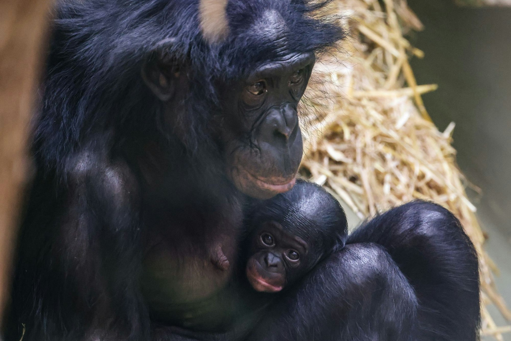Noch ganz klein und anhänglich: Im Kölner Zoo wurde das Bonobo-Baby Milumbe geboren.