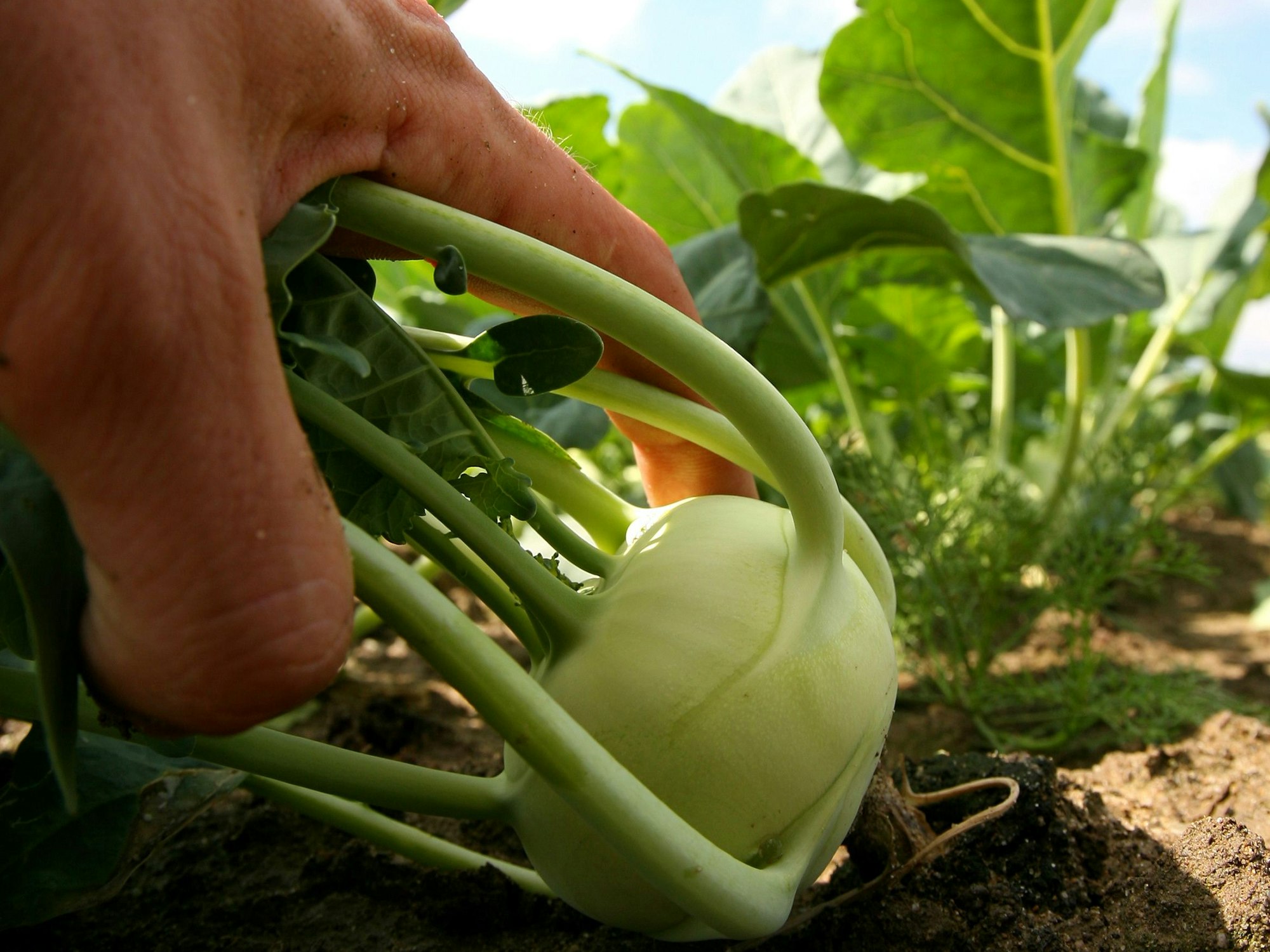Eine Hand zieht auf einem Feld in Düsseldorf an einem Kohlrabi. Einige Spaziergänger sehen in dem Feld am Wegesrand eine Art Selbstbedienungsladen.