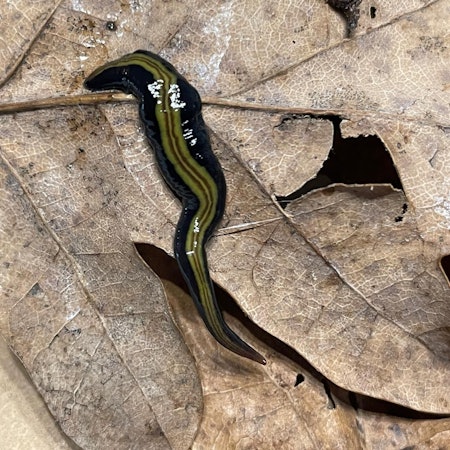Ein schwarzer Wurm mit grün-gestreifter Zeichnung auf dem Rücken. Er liegt auf einem braunen Blatt.