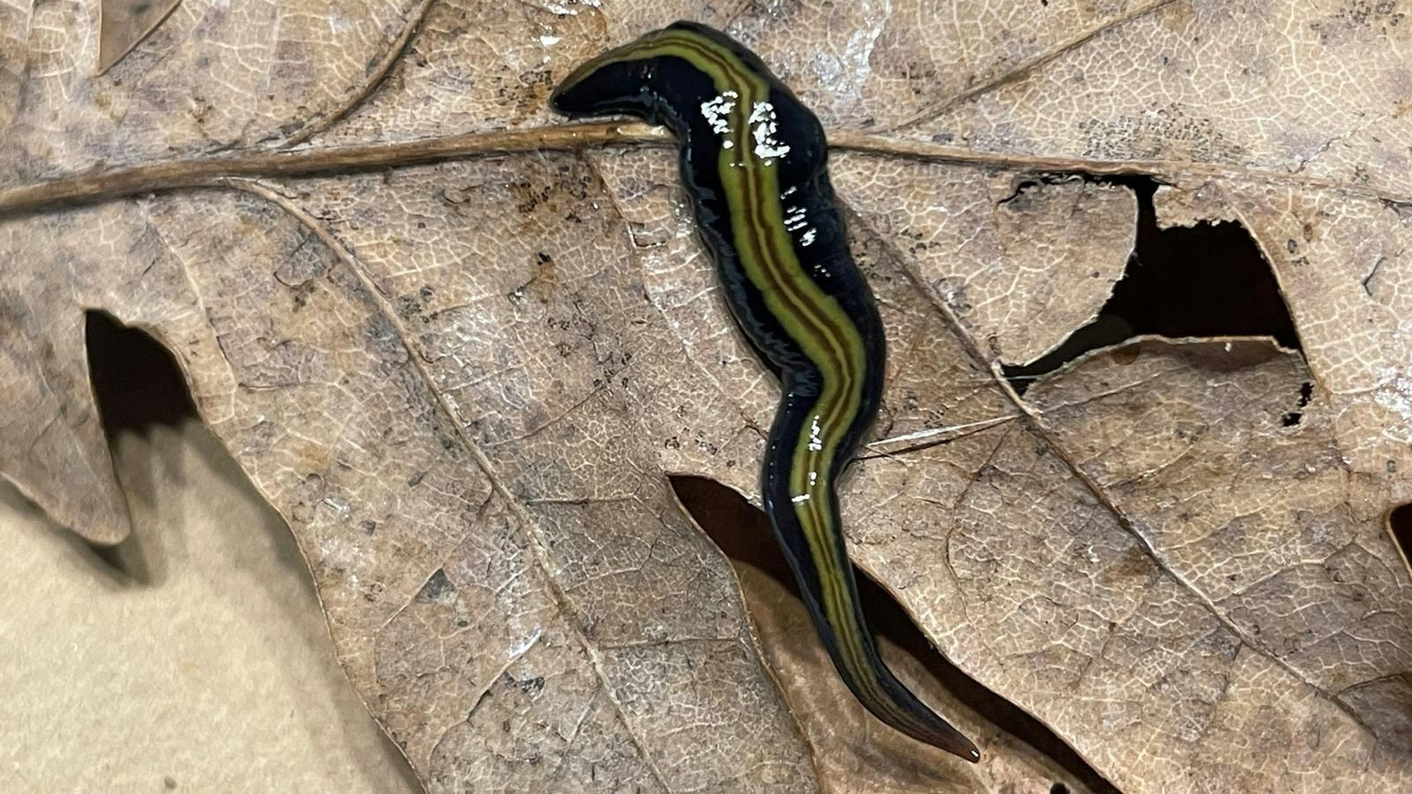 Ein schwarzer Wurm mit grün-gestreifter Zeichnung auf dem Rücken. Er liegt auf einem braunen Blatt.