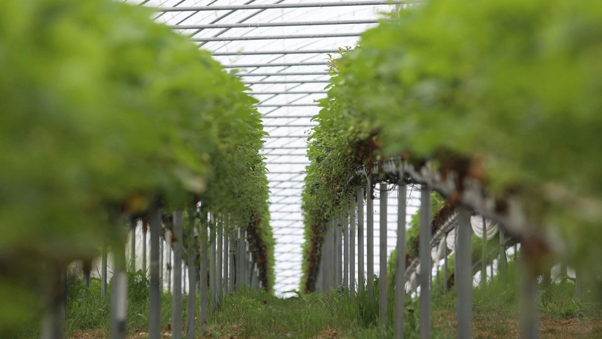 Grüne Pflanzen auf „Stellagen“ unter einem Tunnel mit weißer Plane.