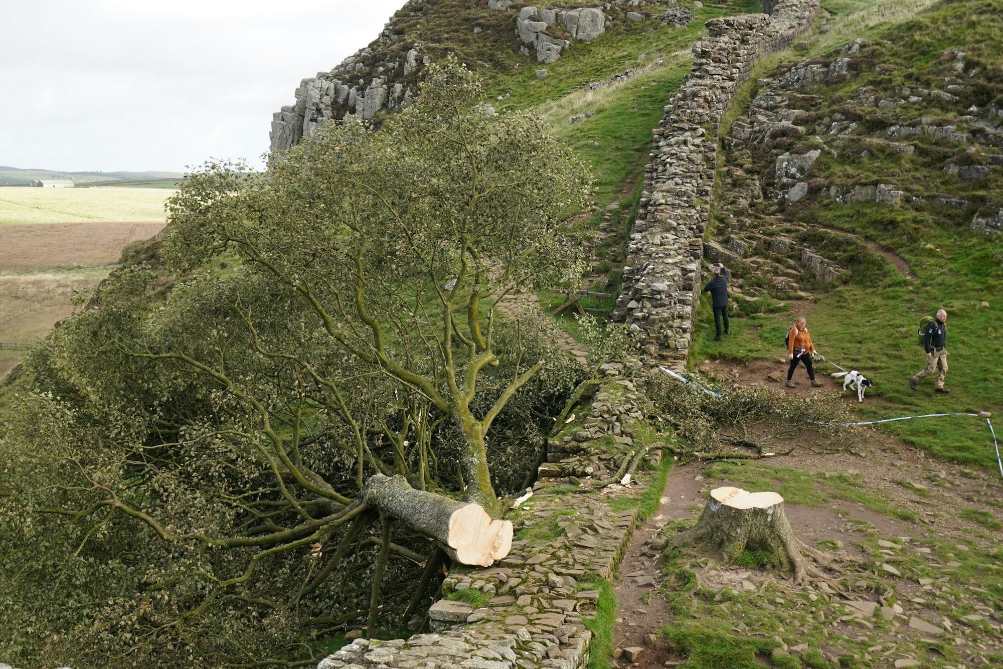 Der ikonische Baum war im September 2023 gefällt worden. (Archivbild)