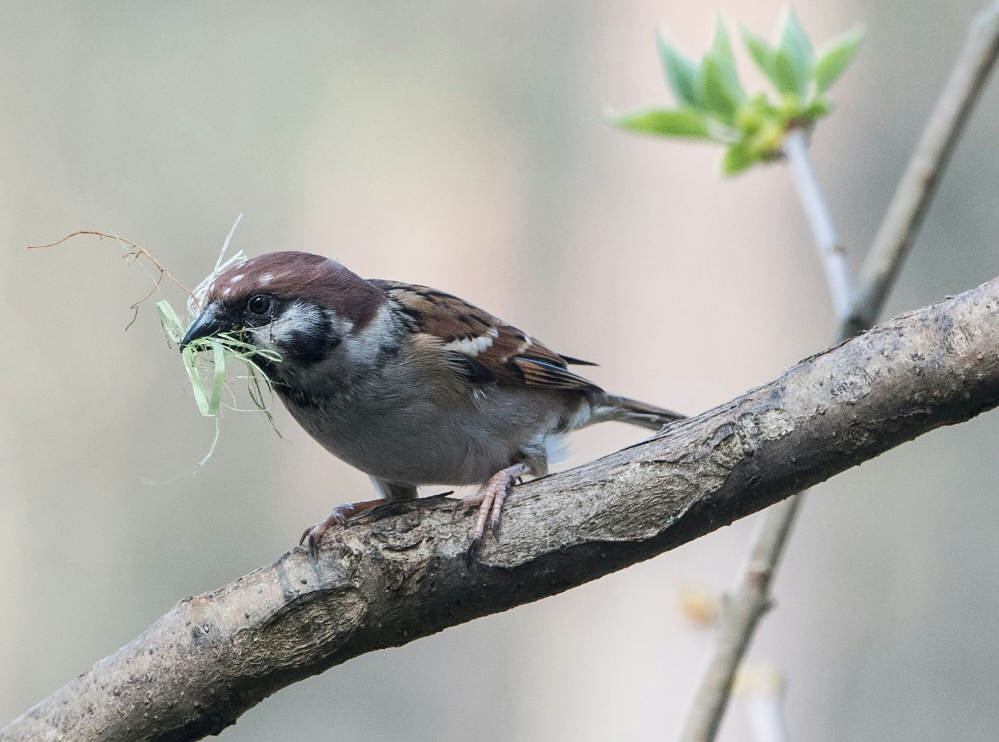 Gras, Reisig, Moos: Wer heimische Vögel beim Nestbau unterstützen möchte, sollte auf natürliche, unbehandelte Materialien setzen.