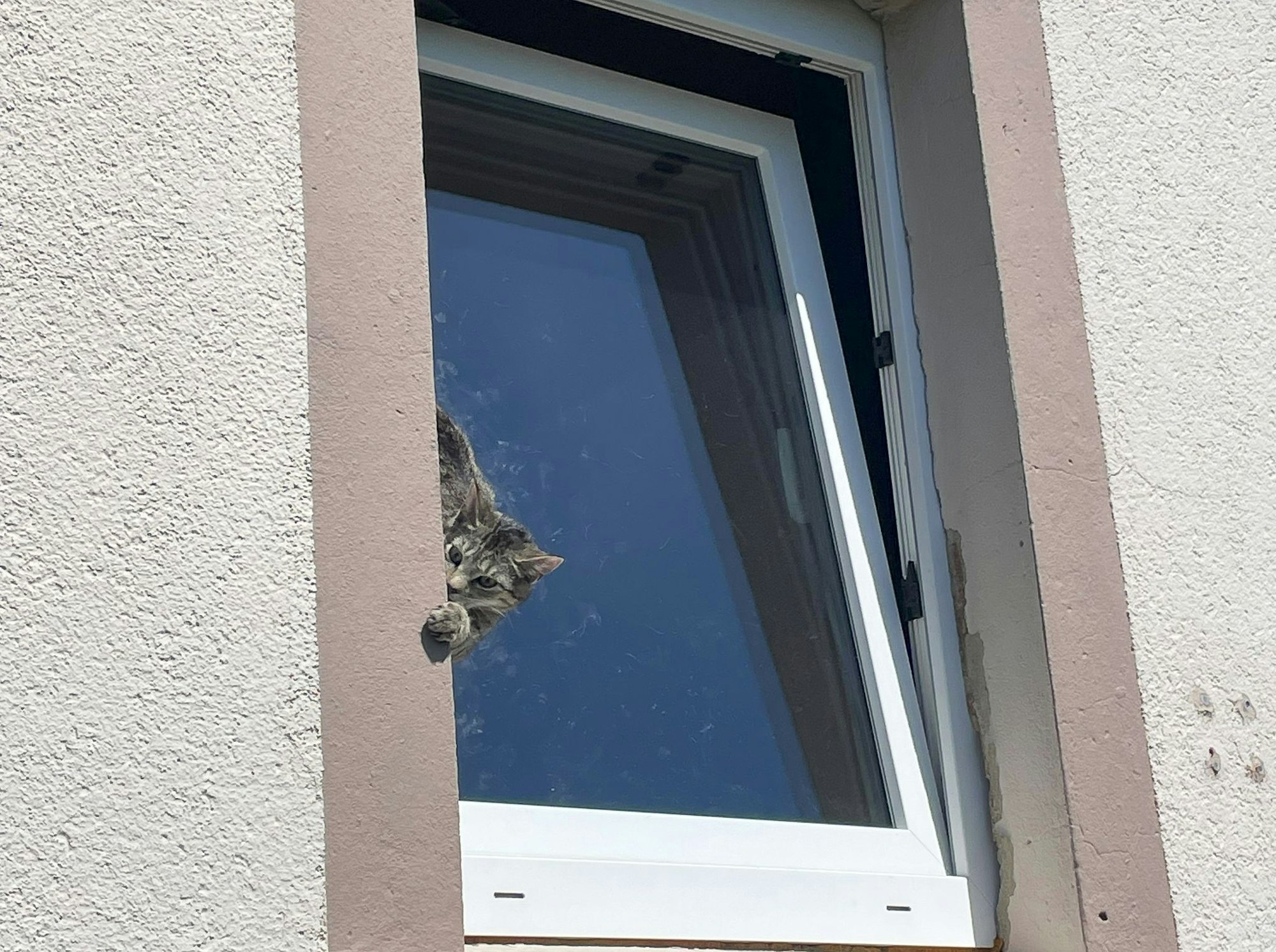Mit Hilfe einer Drehleiter befreite die Feuerwehr das Tier.