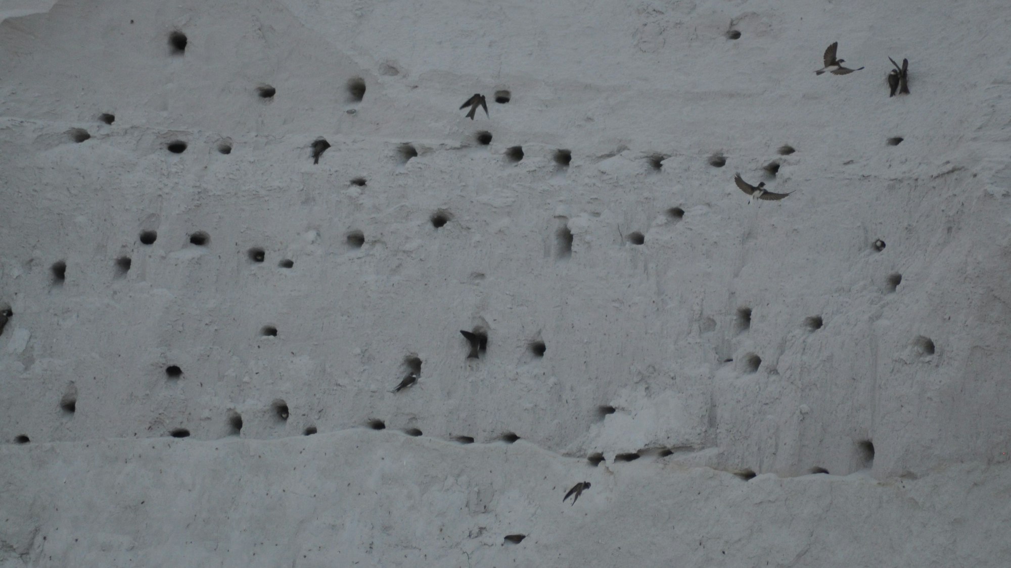 Das Bild zeigt, wie Schwalben in die kleinen Löcher in der weißen Wand ein- und wieder ausfliegen.