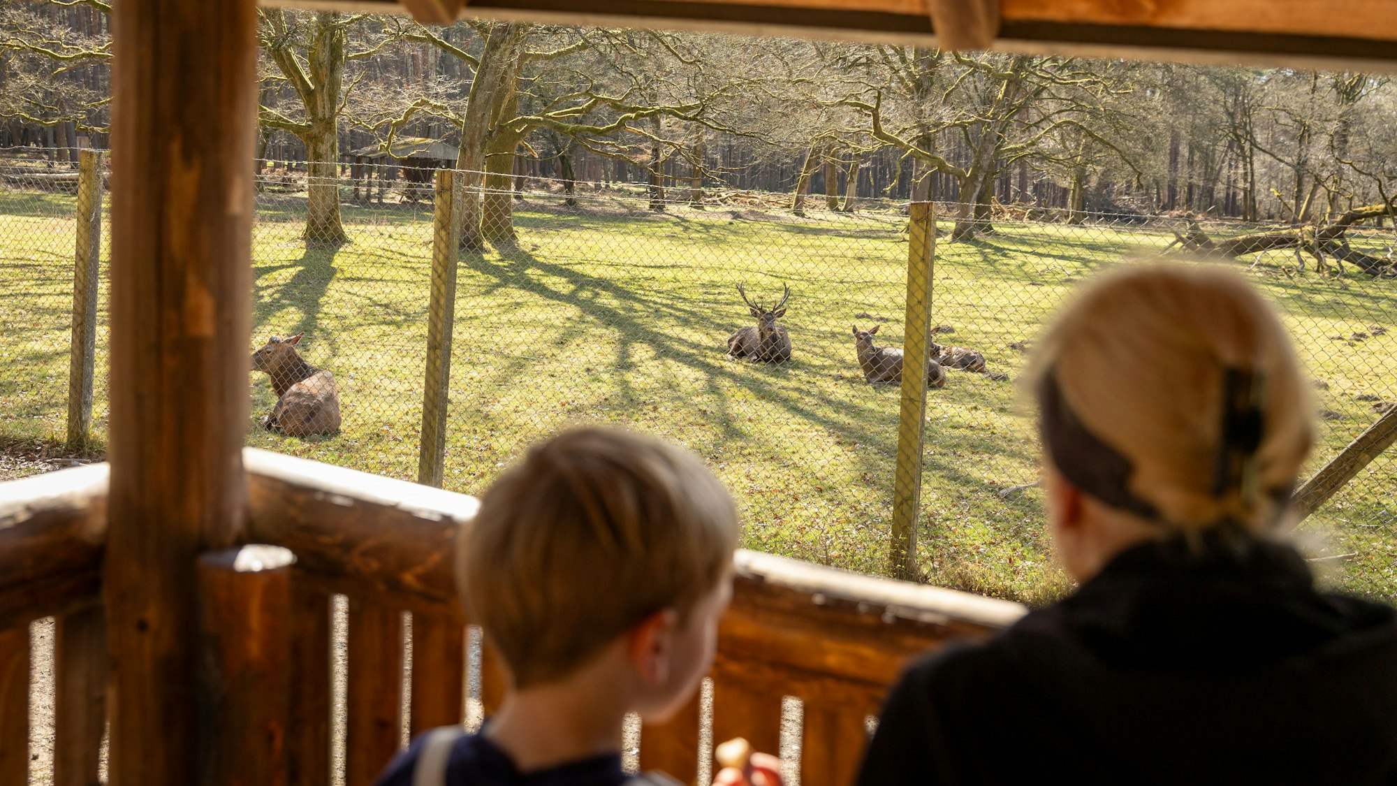 Rotwildgehege im Wildgehege Brück mit Hochstand und Aussicht auf die Tiere.