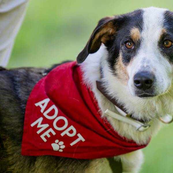 10.05.2025, Köln: Ein Hund trägt ein Halstuch mit der Bitte adopt me- adoptiert mich. Bei einem Bark Date können Interessierte fremde Hunde aus Tierheimen und anderen Einrichtungen kennenlernen und ggf. in weiter Folge adoptieren. Foto: Uwe Weiser