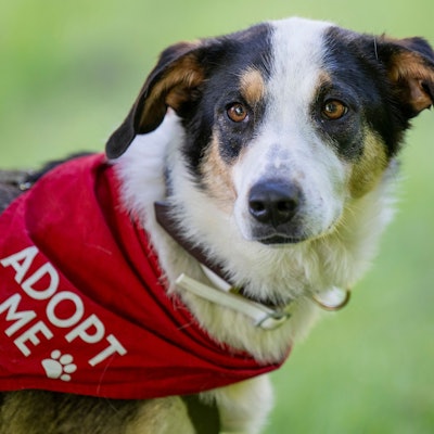 10.05.2025, Köln: Ein Hund trägt ein Halstuch mit der Bitte adopt me- adoptiert mich. Bei einem Bark Date können Interessierte fremde Hunde aus Tierheimen und anderen Einrichtungen kennenlernen und ggf. in weiter Folge adoptieren. Foto: Uwe Weiser