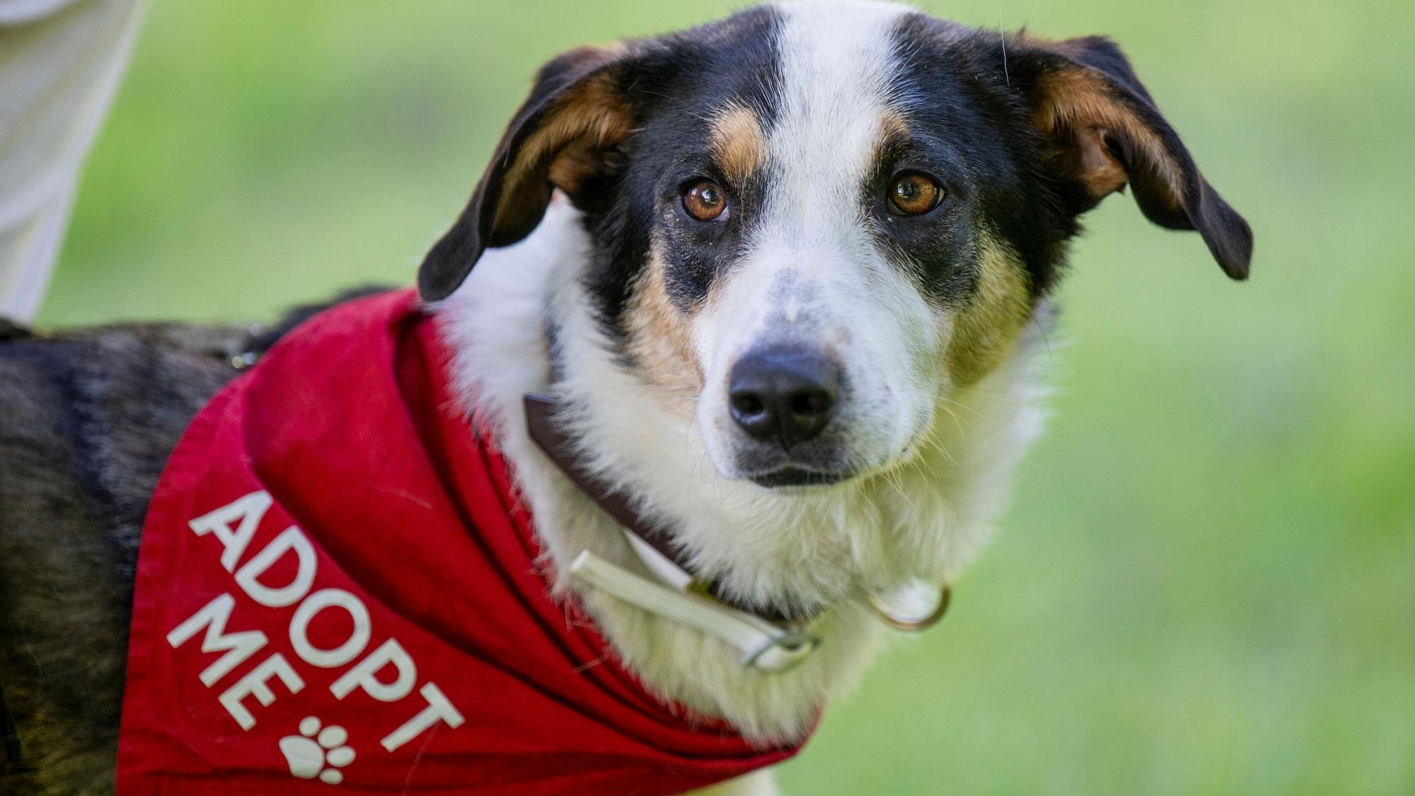 10.05.2025, Köln: Ein Hund trägt ein Halstuch mit der Bitte adopt me- adoptiert mich. Bei einem Bark Date können Interessierte fremde Hunde aus Tierheimen und anderen Einrichtungen kennenlernen und ggf. in weiter Folge adoptieren. Foto: Uwe Weiser