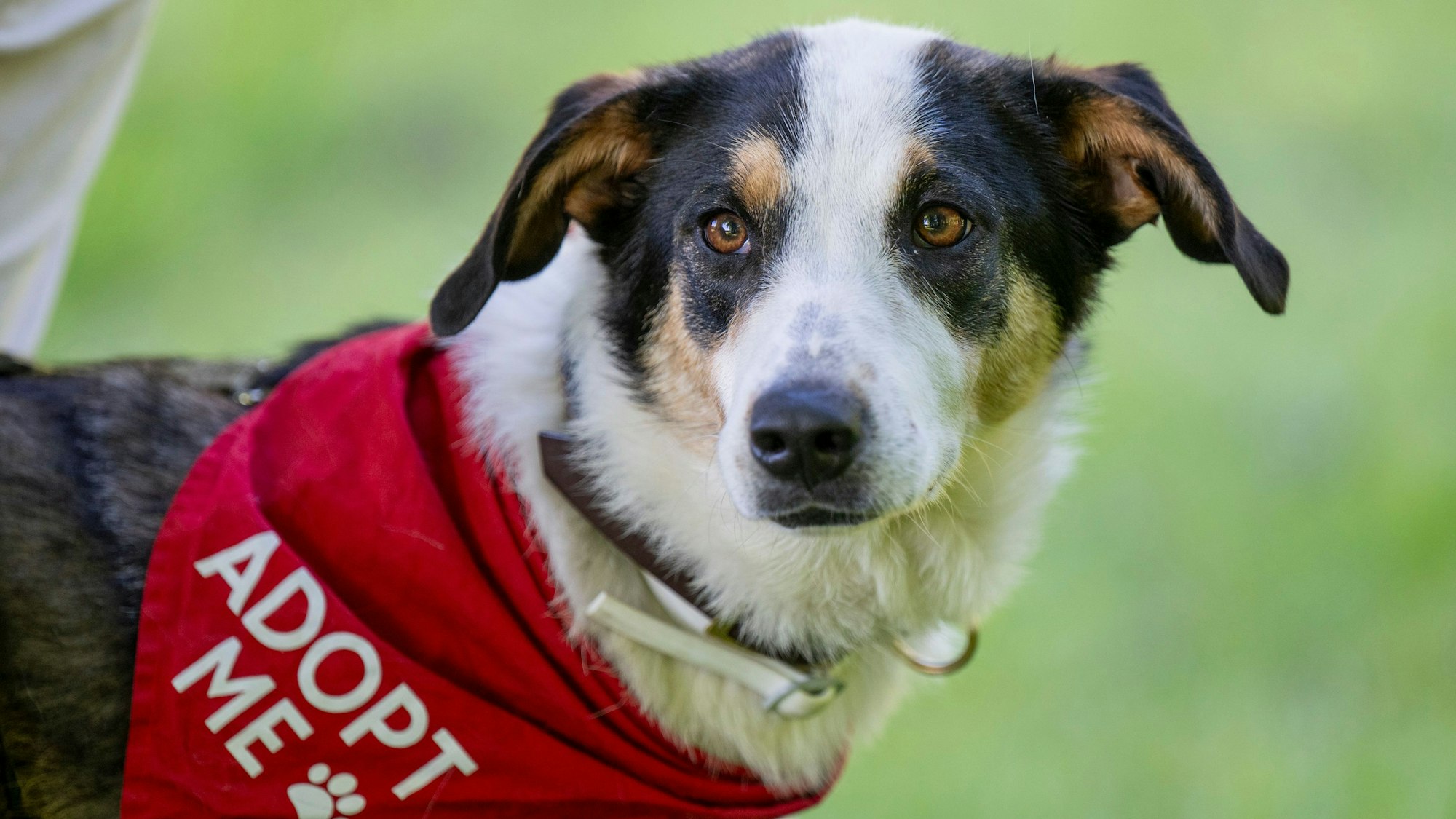 10.05.2025, Köln: Ein Hund trägt ein Halstuch mit der Bitte adopt me- adoptiert mich. Bei einem Bark Date können Interessierte fremde Hunde aus Tierheimen und anderen Einrichtungen kennenlernen und ggf. in weiter Folge adoptieren. Foto: Uwe Weiser